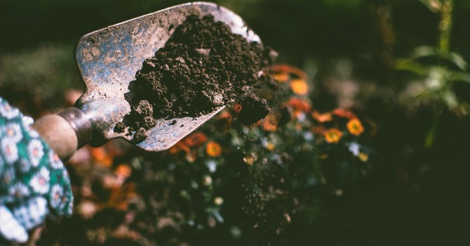 Pain, Metabolism, and Your Body as a Garden